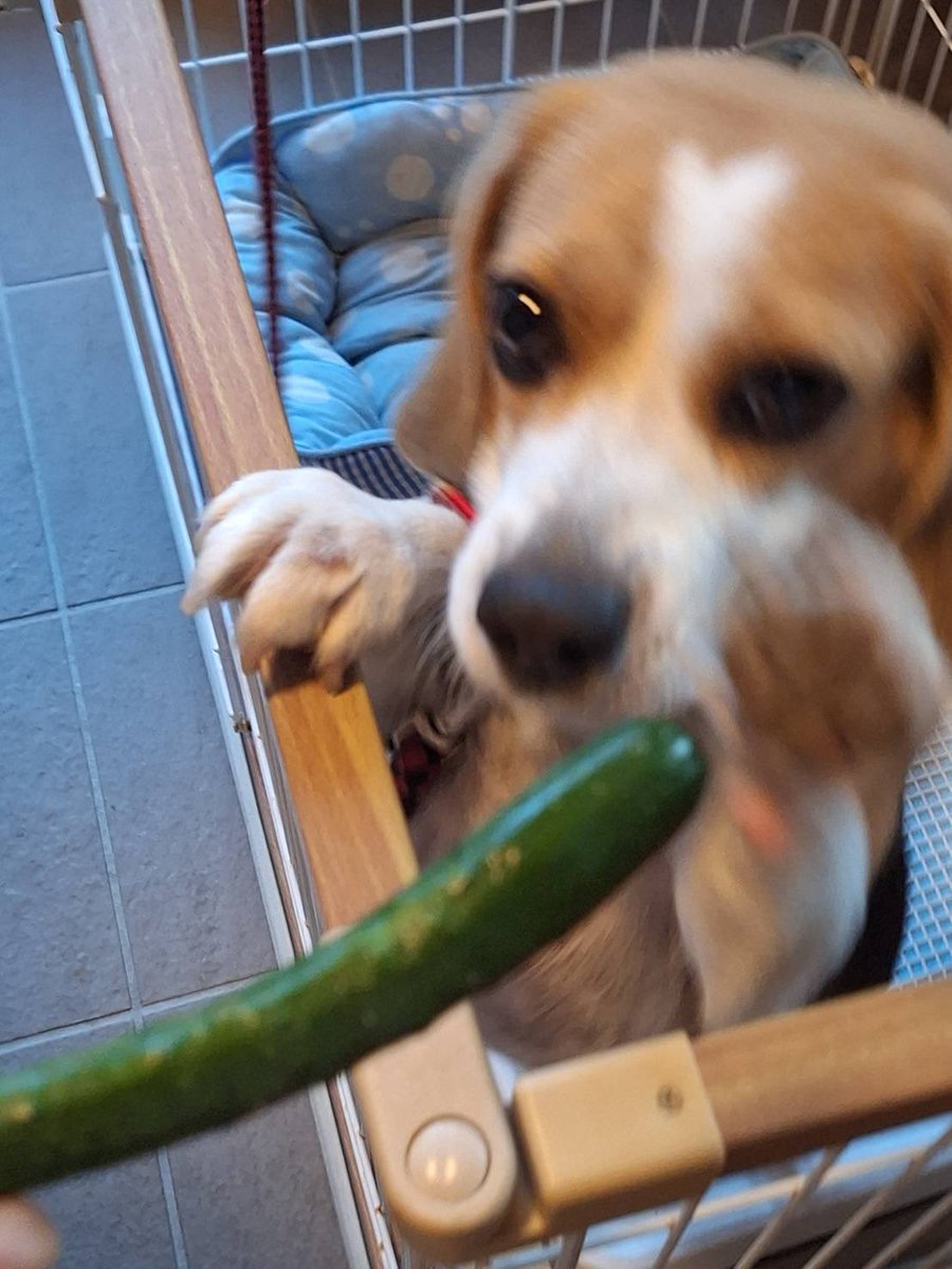 Pf75F's tweet photo. 正解はうちで採れたきゅうり🥒でした❤️ https://t.co/tBzkr9Kmoc