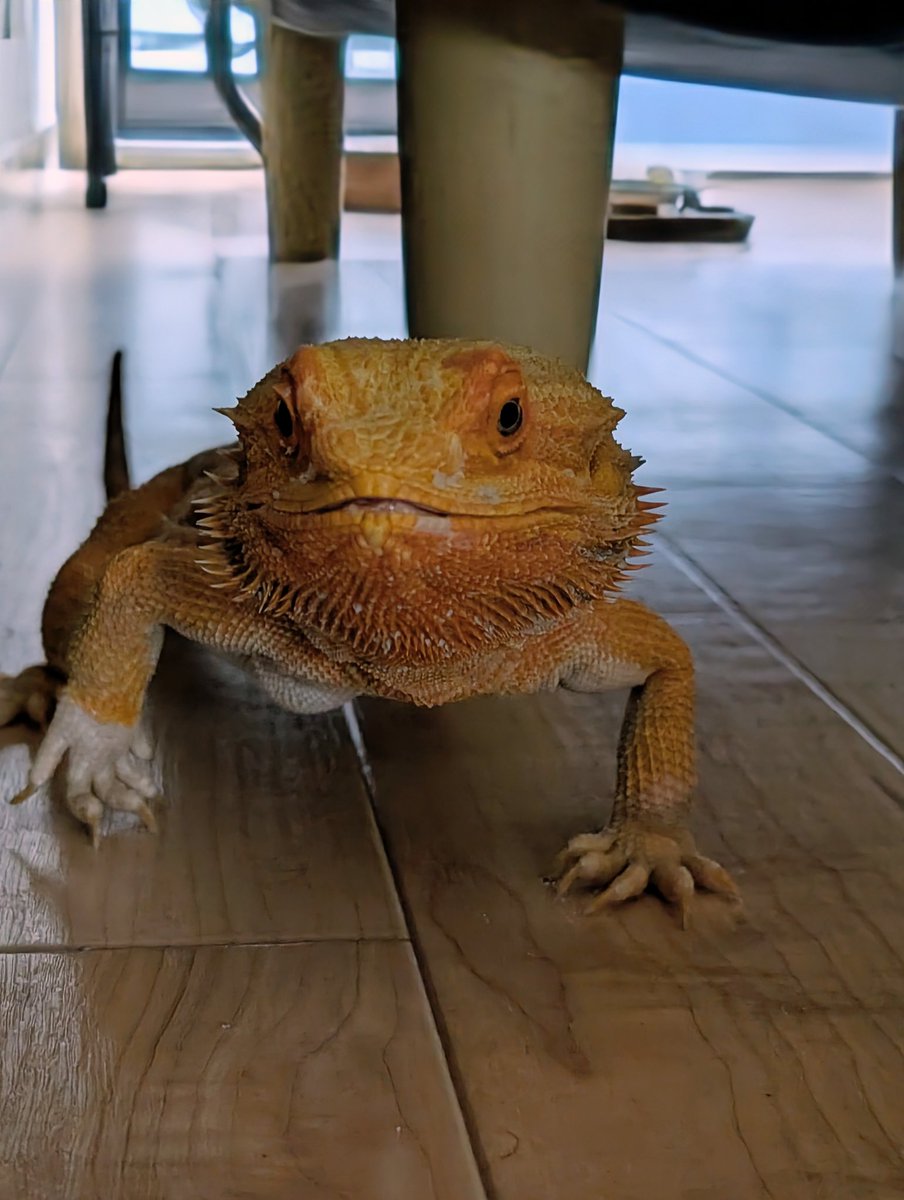 naxxxReptile's tweet image. フトアゴがかわいいって伝えなきゃ
 #フトアゴヒゲトカゲ
 #爬虫類