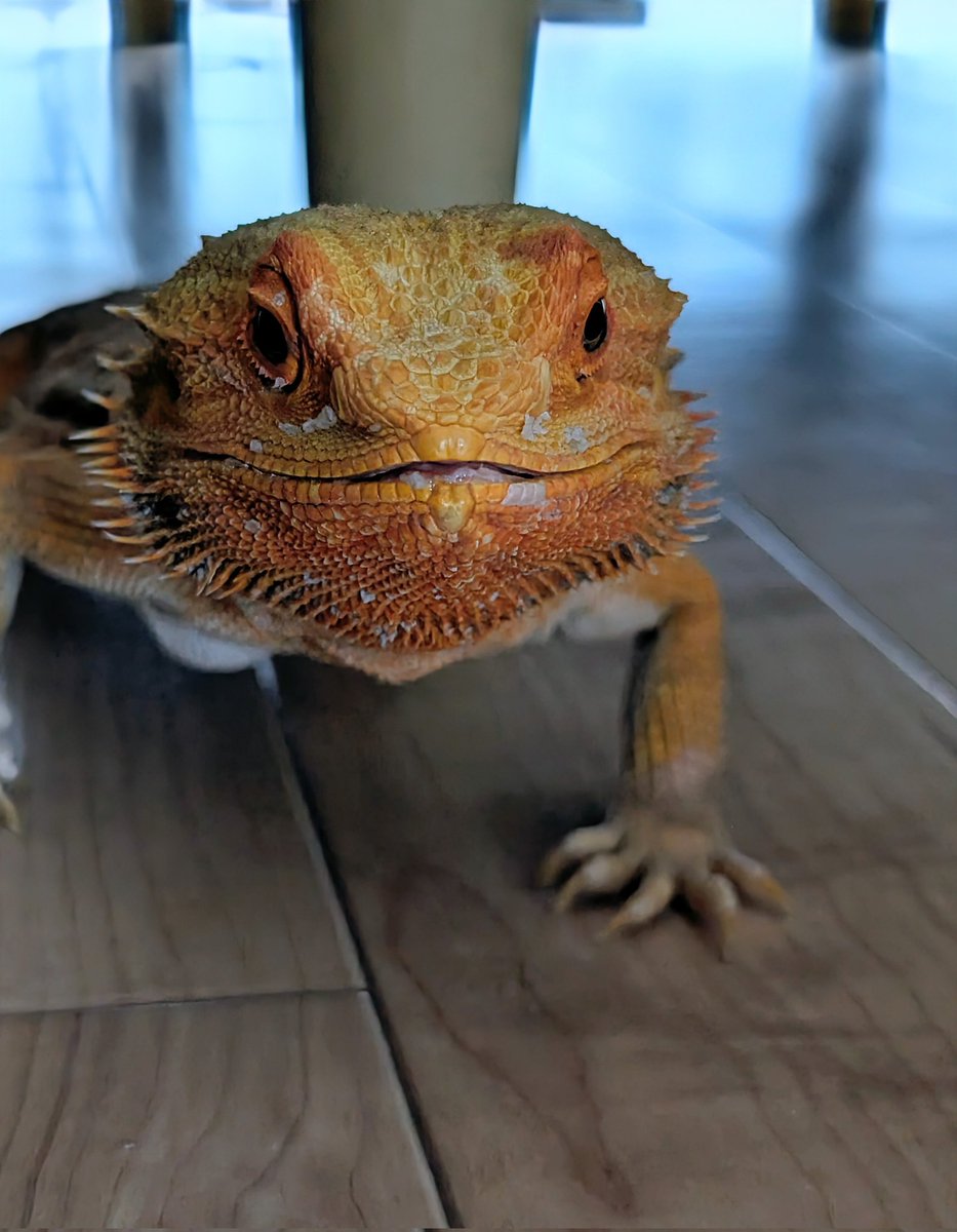 naxxxReptile's tweet image. フトアゴがかわいいって伝えなきゃ
 #フトアゴヒゲトカゲ
 #爬虫類