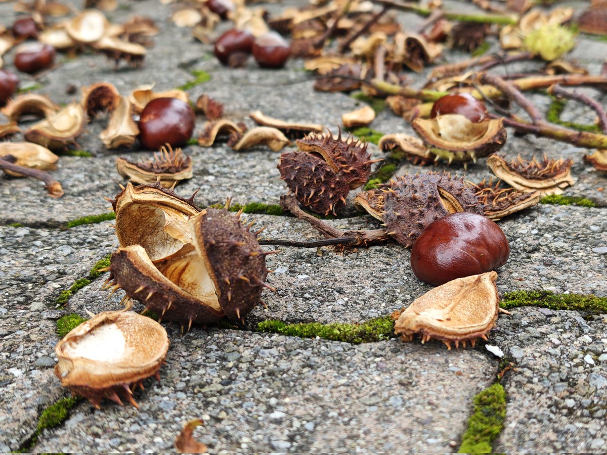 eFlotime's tweet image. Alle Jahre wieder (schön). 🌰🍂
#Herbst