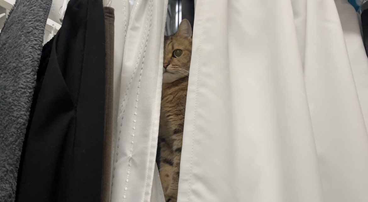 MiniraDiary's tweet image. 爪を切られた直後のうちの猫
