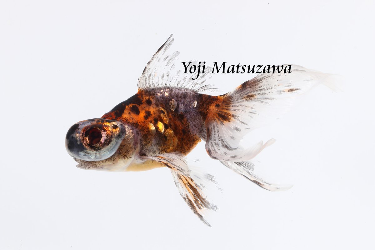 野外での撮影が一旦落ち着いたので、久しぶりの金魚撮影。
最近作られた品種や、めったに輸入されることがない品種を優先して撮りました。
