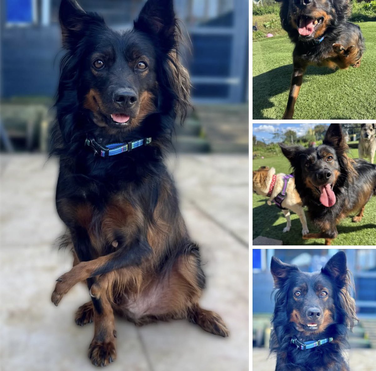 Dogs4Rescue's tweet image. So you were born with a deformed leg. Pinot says what of it? 🤷‍♀️ 

He gets around just fine. He can run and play. He can be with the other dogs. He is living his best life now. Oh and by the way he is devilishly handsome 😍👊
#abilitynotdisability