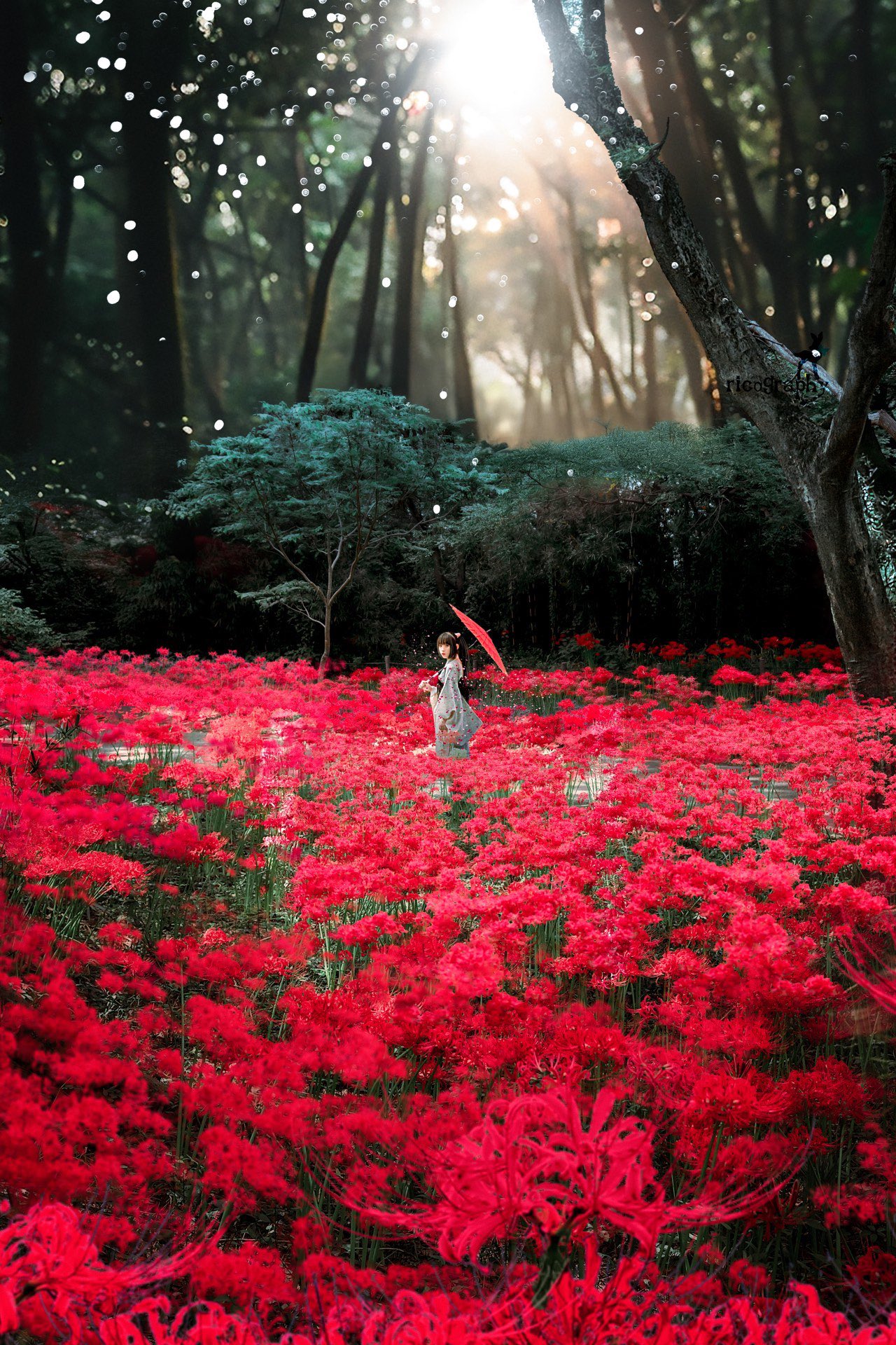 hello◡̈⃝様 確認ページ こうよう。🐈‍⬛ 新人Vsinger 💙 on X: 