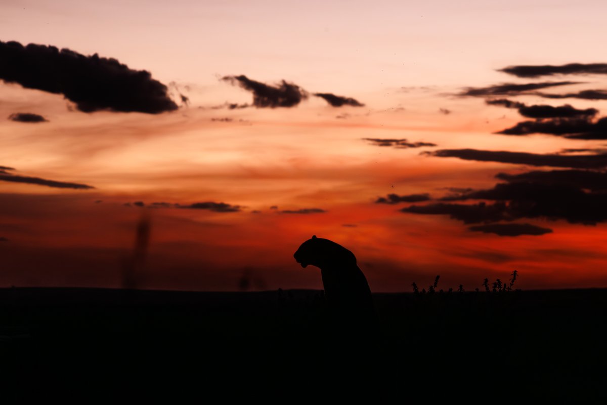 Sultry silhouettes #SeeTheSigns #IsharaMara

Canon EOS R5
62mm, f/2.8, 1/800 sec, ISO 320