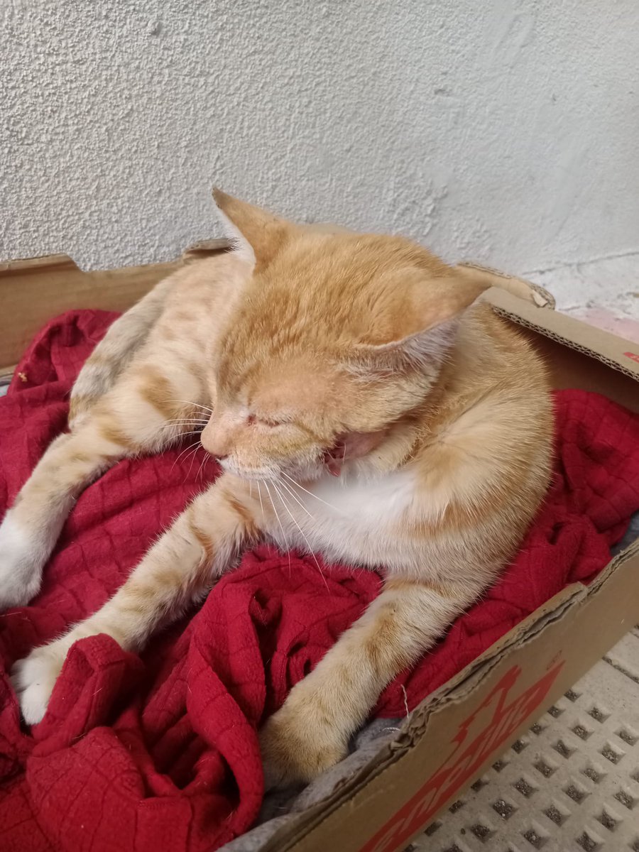 Arkadaşlar merhaba, yaklaşık 1-2 yaşındaki bu erkek kediye Ankara içi ömürlük yuva arıyorum. Yuvasını bulursam kısırlaştırmayı düşünüyorum. 
Yaklaşık 1 buçuk haftadır apartman bahçesinde bakıyorum fakat komşular rahatsız. İlk bulduğumda yanağında iltihap vardı, antibiyotiklerini+