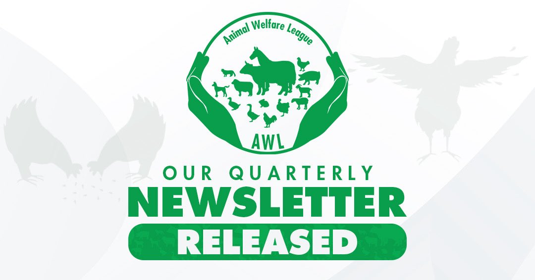animalwelfaregh's tweet image. 🎊🤩🥳🎉 Exciting news: Our Newsletter is Released! 

Don’t miss out on our newsletters.

⬇️Sign up here to stay updated!⬇️

animalwelfareleague.org/newsletter

#animalwelfareleague #animalwelfare #essaycontest #newsletter
