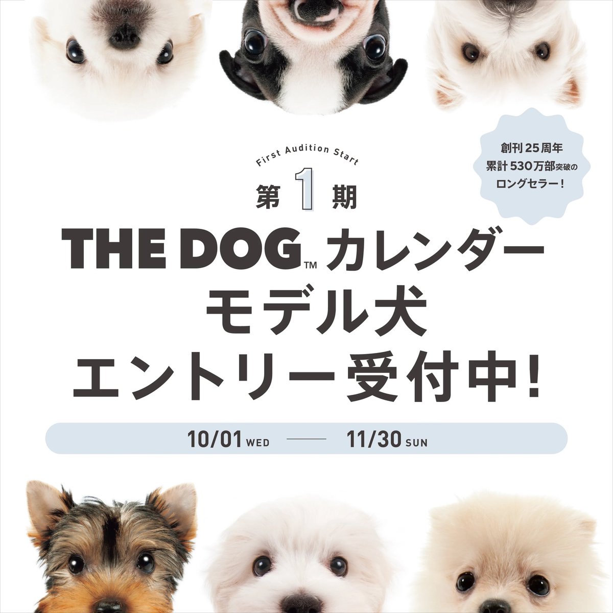 犬、犬の肖像 東京/町田の犬専門肖像写真館 YAKUSHI STUDIO for DOG 店舗情報