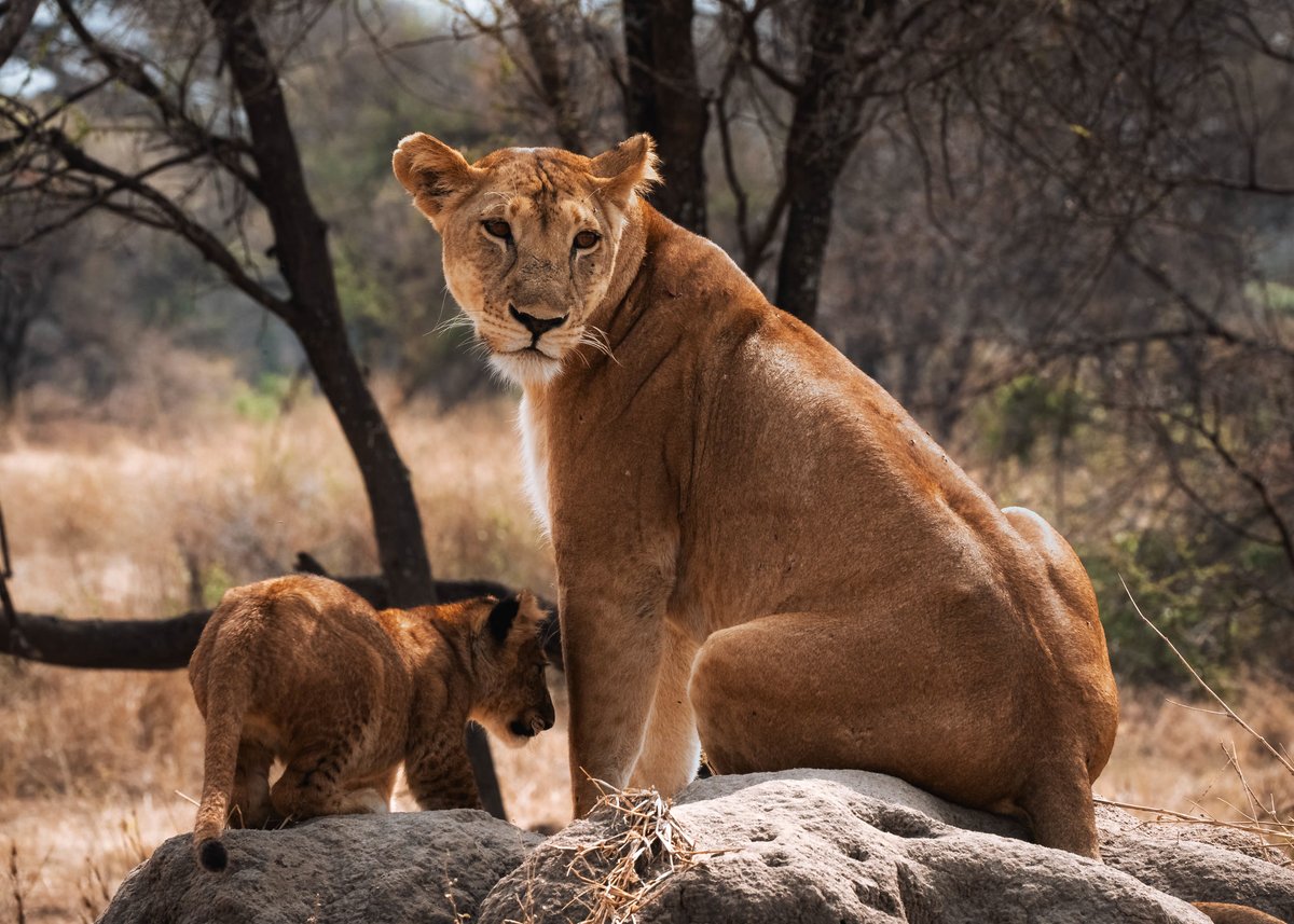 Altezza Travel tweet media