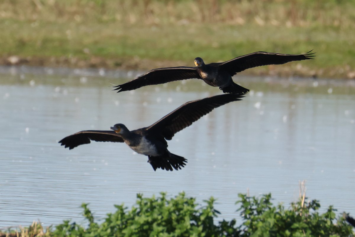 cranky1456's tweet image. Time for those #Waders to step into the light for #WaderWednesday, we have Cormorants, Moorhen, Lapwings &amp;amp; Snipe (who was trying to hide from me).

#birds #naturephotography #EastCoastKin #birdphotography #ukbirding #wildlifephotography #naturetherapy #photography #wildlife