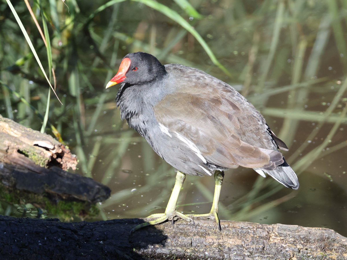 cranky1456's tweet image. Time for those #Waders to step into the light for #WaderWednesday, we have Cormorants, Moorhen, Lapwings &amp;amp; Snipe (who was trying to hide from me).

#birds #naturephotography #EastCoastKin #birdphotography #ukbirding #wildlifephotography #naturetherapy #photography #wildlife