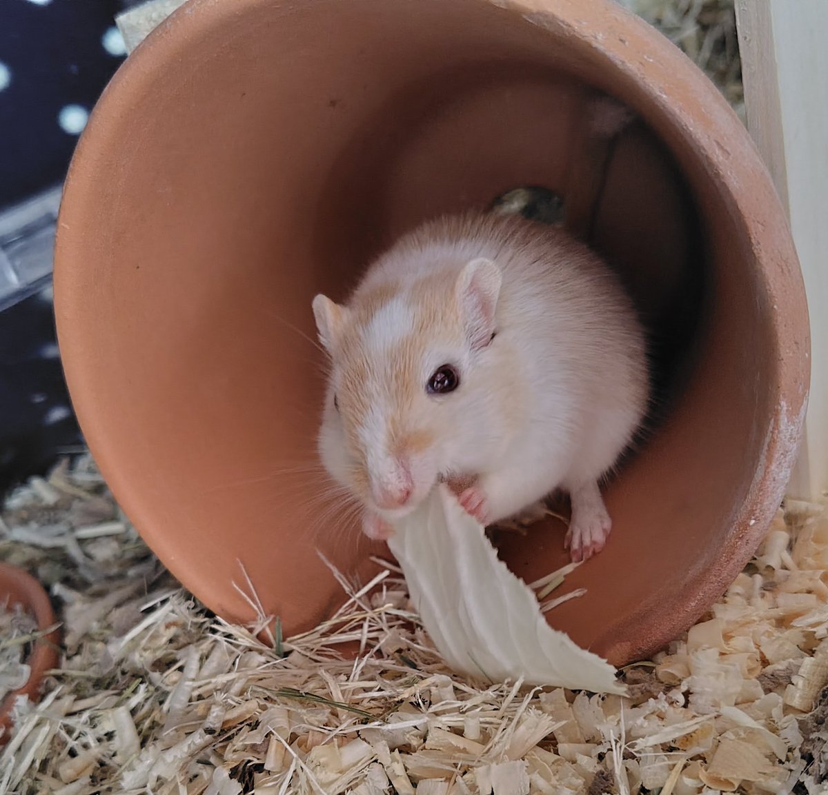 今日はにんじんをあげてみましたが、あまり食いつきがよくありませんでした。代わりにキャベツをあげたらむしゃむしゃ。ゴンザはキャベツが好きです