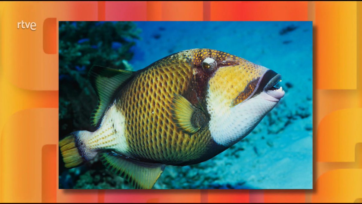 🐟 El pez loro toma su nombre de la parlanchina ave, ya que, en similitud con ella, tiene sus dientes agrupados en forma de “pico” que utiliza para roer los corales y rocas arrancando su alimento.

#SaberyGanar