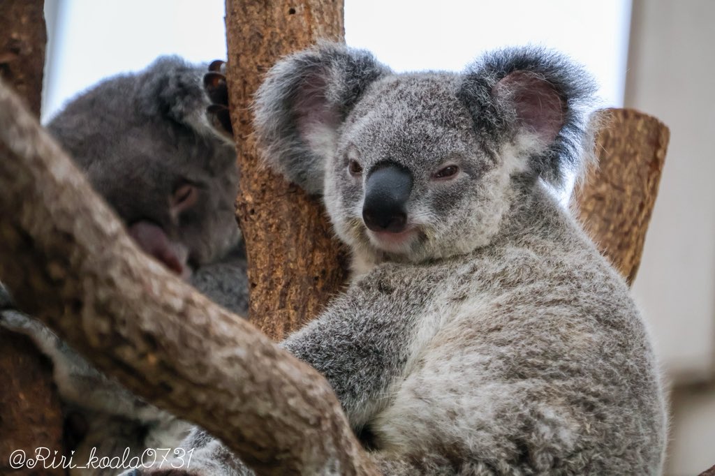 🎀 莉里 🐨 on X: 