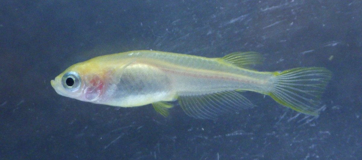 橿原市昆虫館（公式） on X