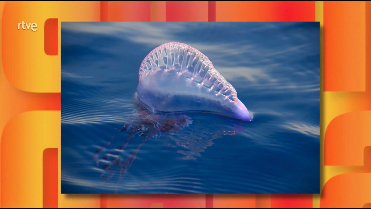 Confundida a menudo con una medusa, la carabela portuguesa es un sifonóforo, un organismo colonial formado por múltiples individuos que trabajan juntos como si fueran un solo ser vivo. El contacto con el veneno de sus tentáculos puede requerir asistencia médica. 

#SaberyGanar