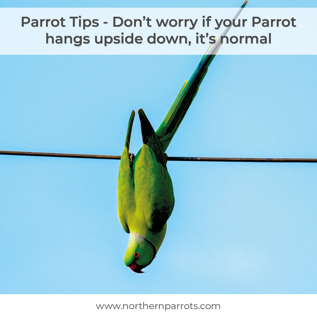NorthernParrots's tweet photo. It's normal for Parrots to hang upside down. Does your Parrot do that?  
#ParrotTips #ParrotCare #ParrotLife #PetBirds https://t.co/UsbxcfrxtD