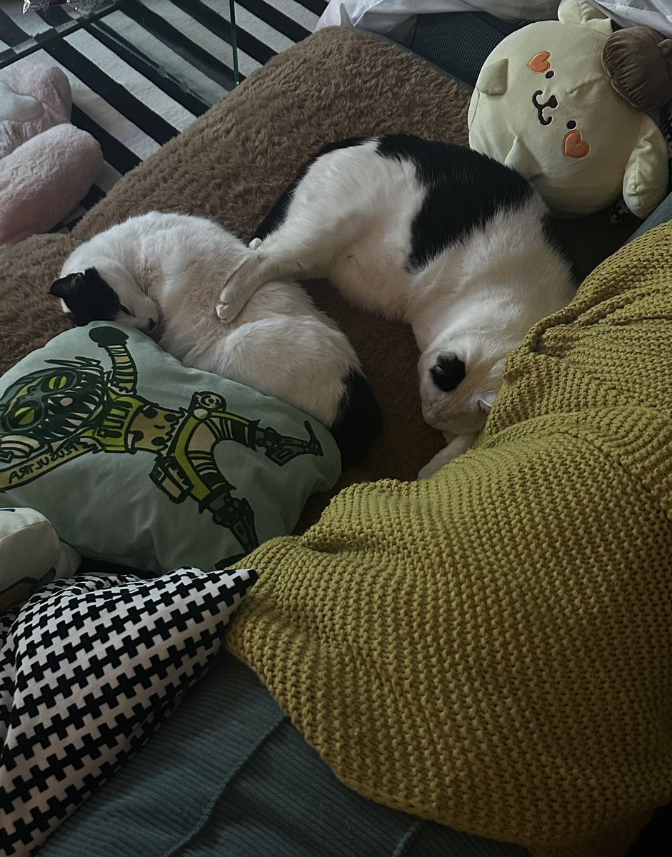 Daistea 🍵 tweet media