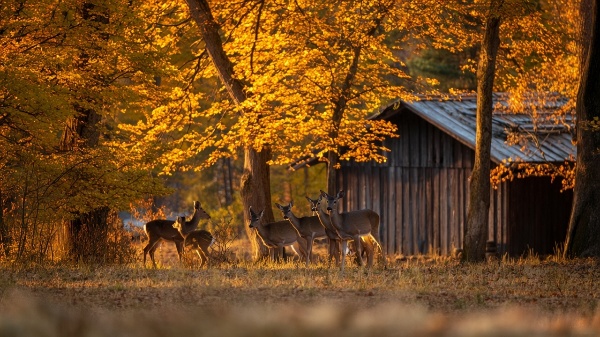 MagicThingsX's tweet image. A colorful autumn forest glows with golden leaves and ultra-detailed foliage, where a family of deer roams near a cozy wooden cabin. #AutumnVibes #NatureLovers #Wildlife #ForestMagic