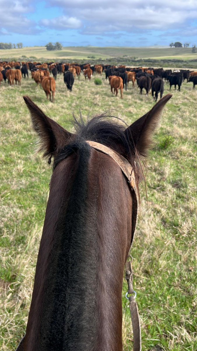 Buen día Orientales; 10 grados por Melo. Le estamos usando el 1er día al nes diez . Pasan los días,  las semanas, los meses ,lis años...LA VIDA¡ vamos!