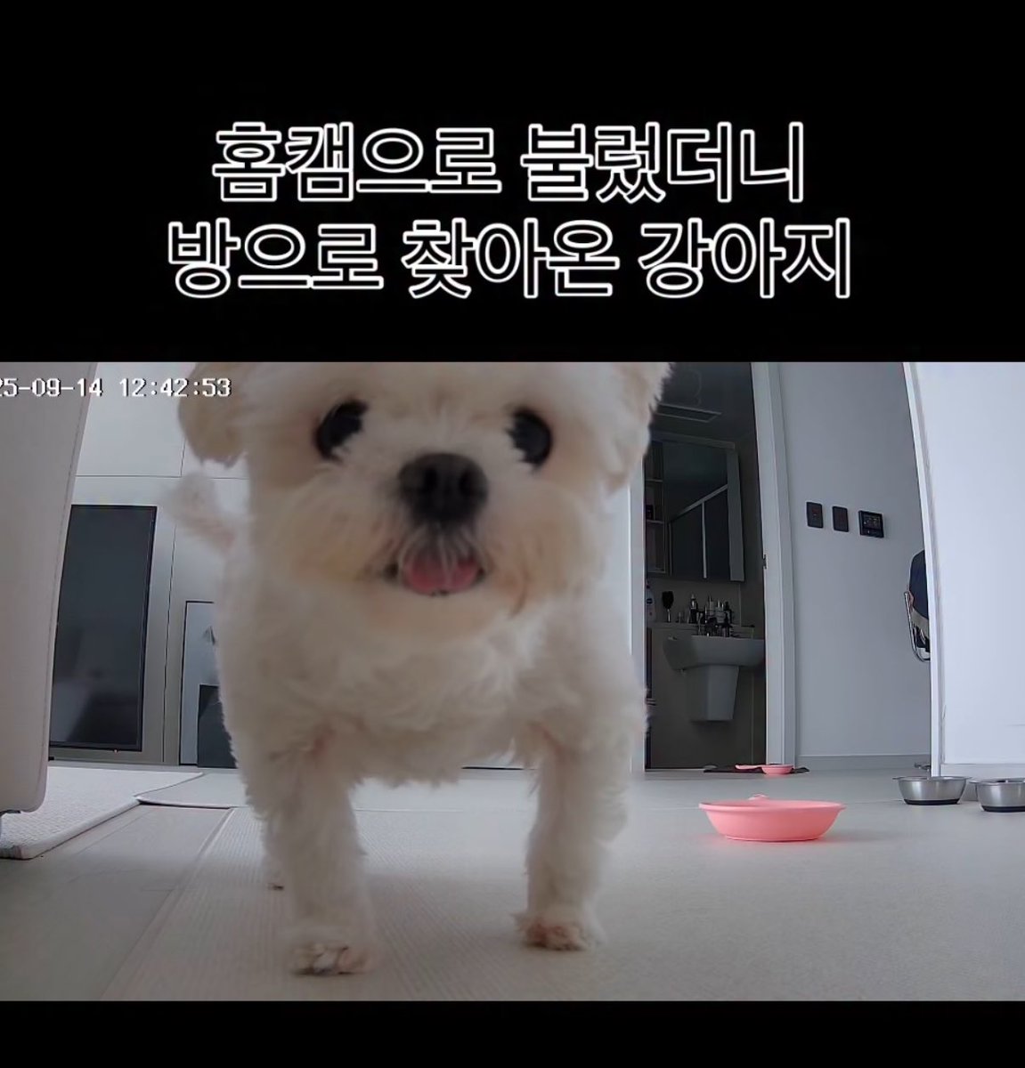물짱이 tweet media