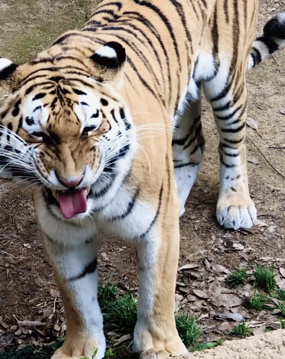 AtsukoTeresa's tweet photo. レーニャちゃんは変顔🤪もかわいい🩷‼️続きは動画🎥を見てね!
Funny Flehmen Reaction 😹🐯 | Amur Tiger Lenya https://t.co/6jQo2kRvXB @YouTubeより
#amurtiger #lenya #Tigers #sniff #神戸王子動物園 https://t.co/E187PwPc6Y