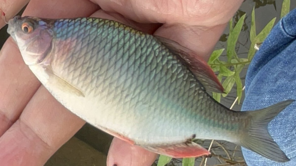 タナゴから Amazon.co.jp: SAKURA 金剛 せせらぎ 3.0(10尺) 小物釣り タナゴ