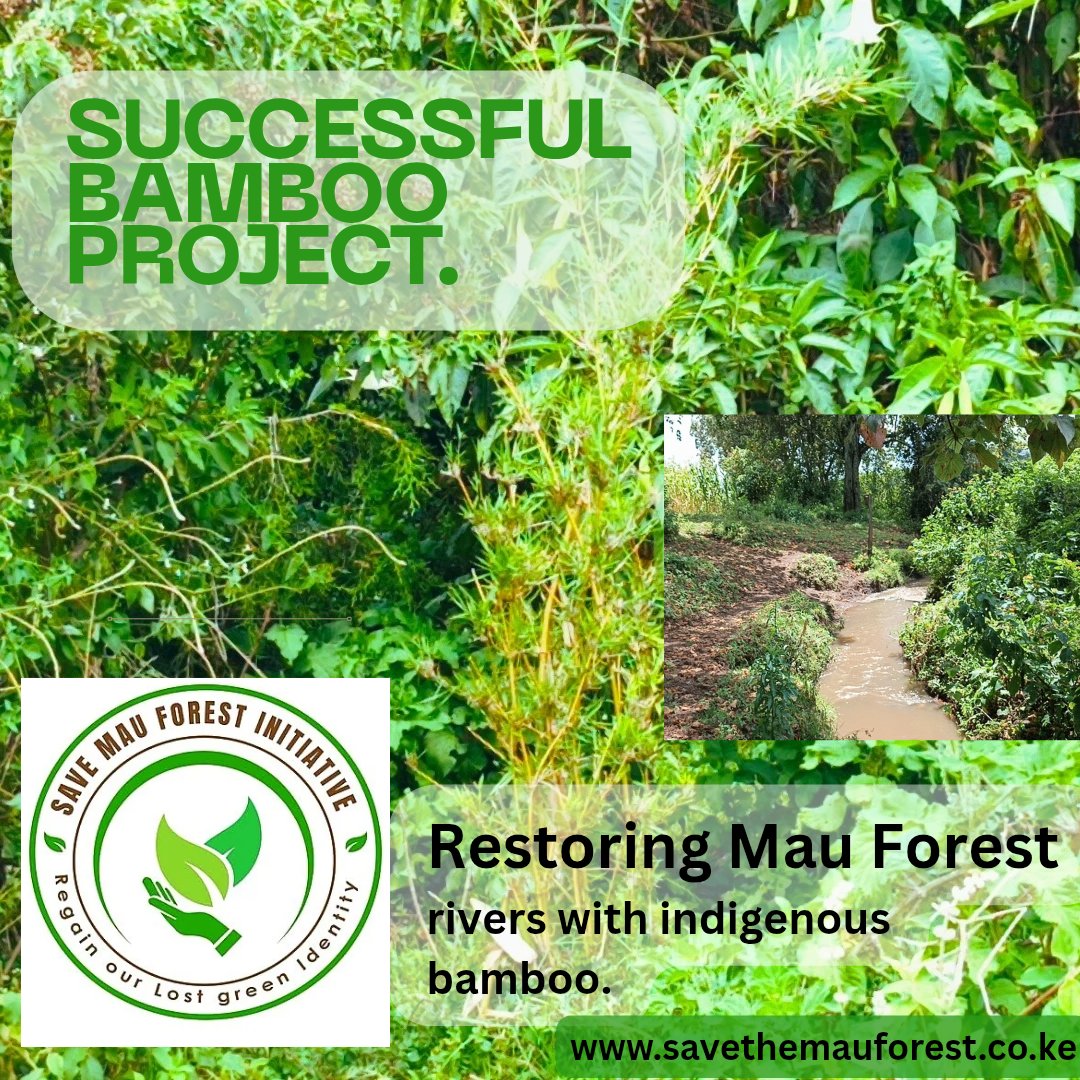 🌿 Indigenous bamboo is restoring riverbanks &amp; reviving ecosystems in Mau Forest courtesy of us. 
With Ogiek knowledge &amp; commitment, we fight soil erosion, drying rivers &amp; climate impacts  regaining our lost green identity. 💧🌍

#SaveMauForest #Bamboo #climateactionforhealth