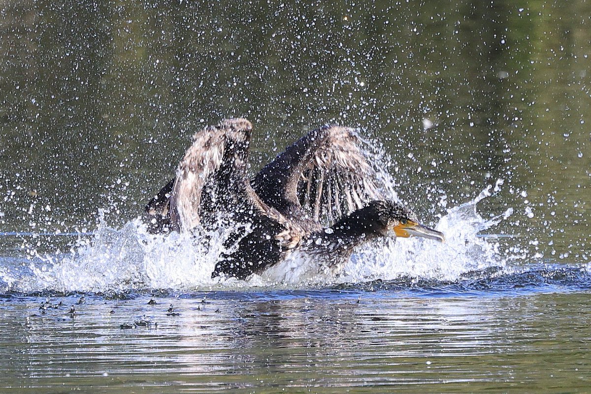 Cormorant bath time at <a href="/RSPBRyeMeads/">RSPB Rye Meads</a>