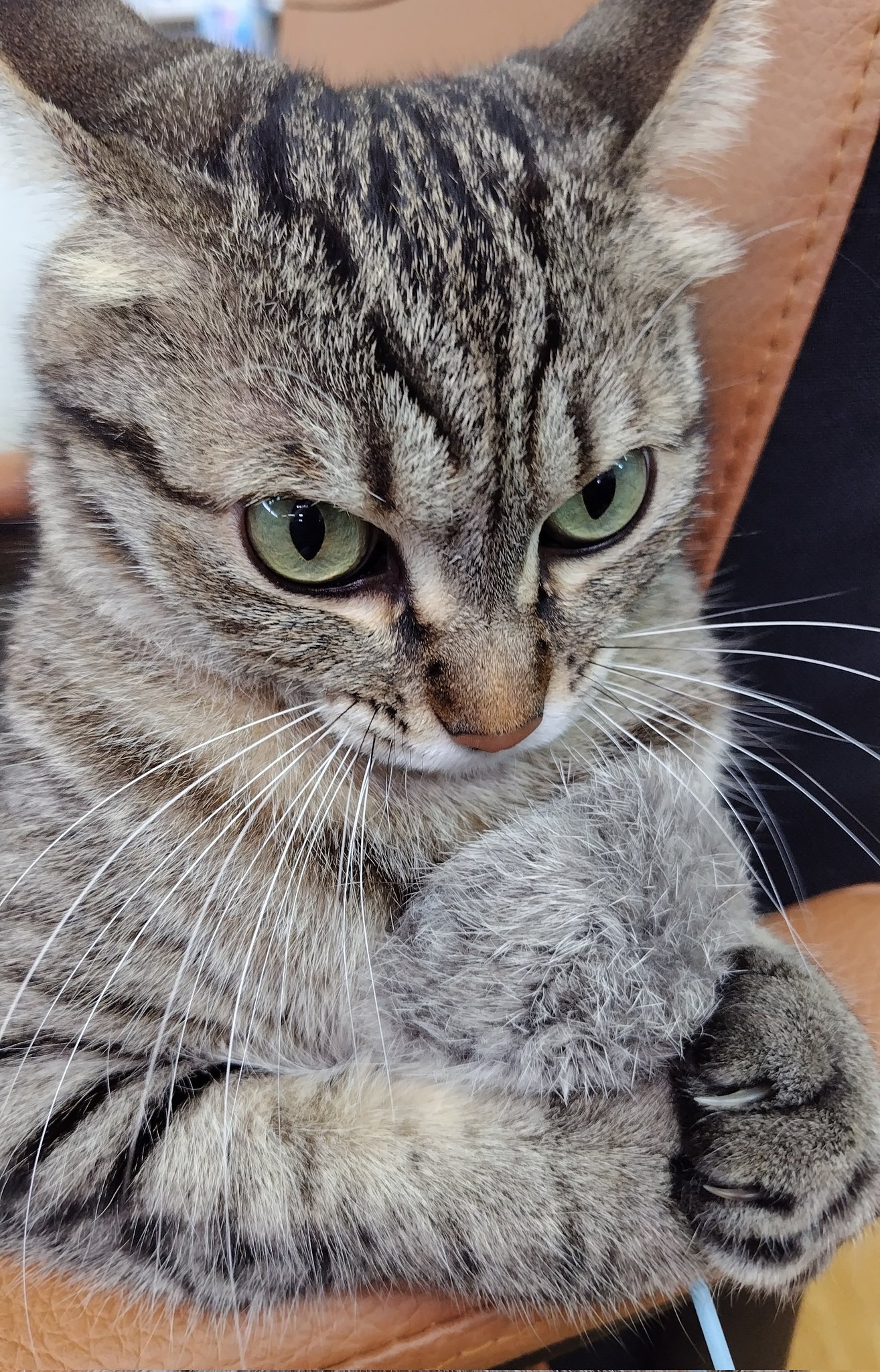 トラ猫ゴロー ?media_id=3279994497431612788