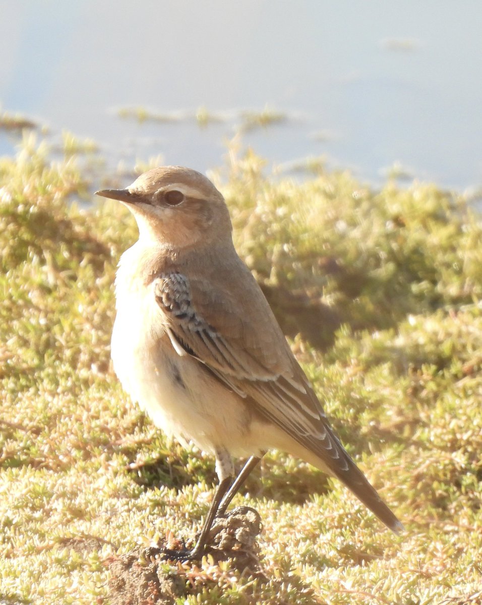 EdBirder's tweet image. Wheatear on the NW part of Chobham common yesterday. Also increasing number of Crossbills present - 19 today @SurreyBirdNews