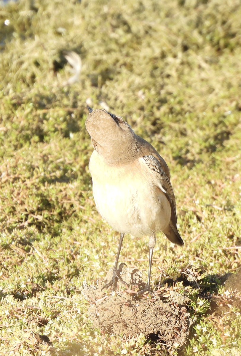 EdBirder's tweet image. Wheatear on the NW part of Chobham common yesterday. Also increasing number of Crossbills present - 19 today @SurreyBirdNews