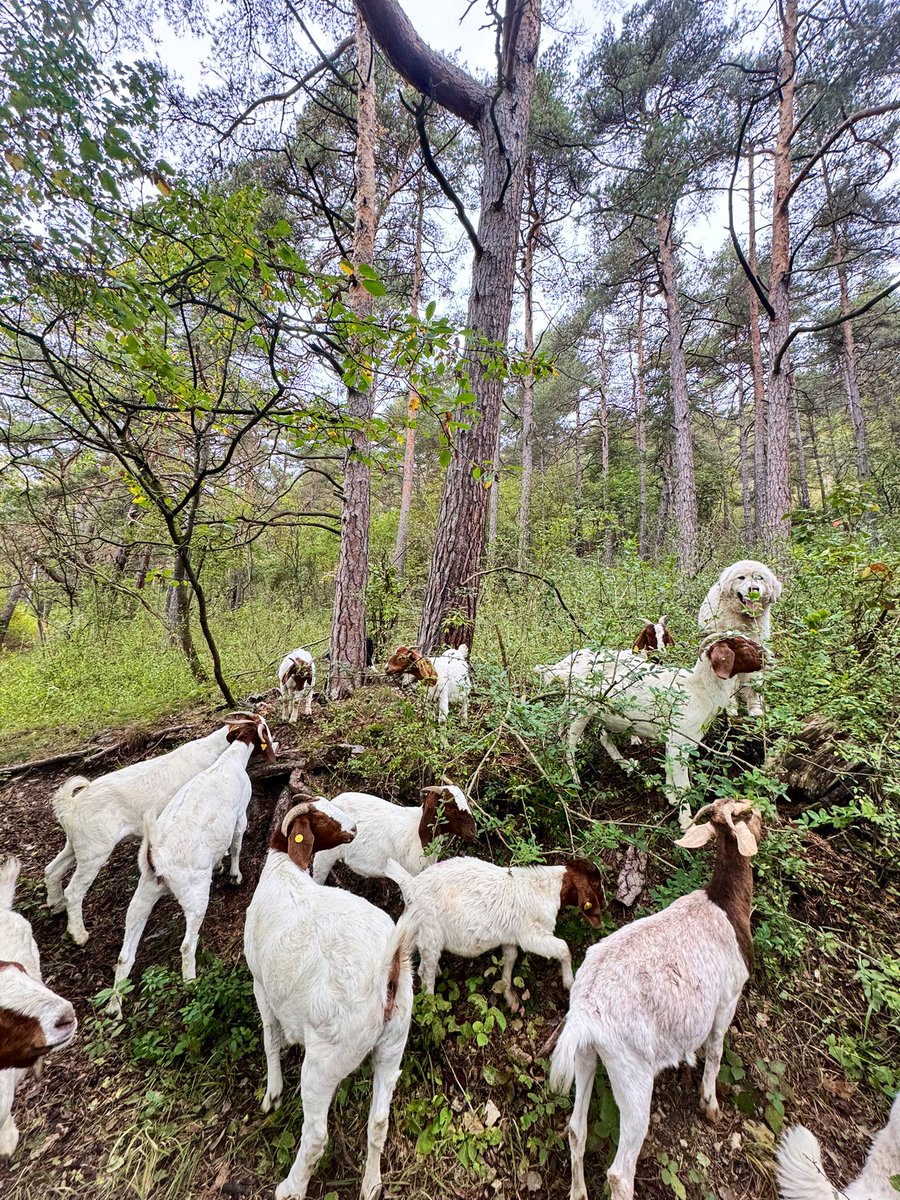 Viele Grüße aus dem FFH Hang. Wir sind Numbers der Hälfte angekommen ca. Dieses verdichtete Stück auf der Fläche, lichtet sich immer mehr.