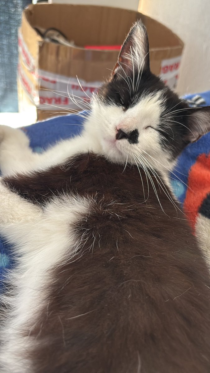 Se me olvida esta res social, publico una foto de mi gato y desaparezco