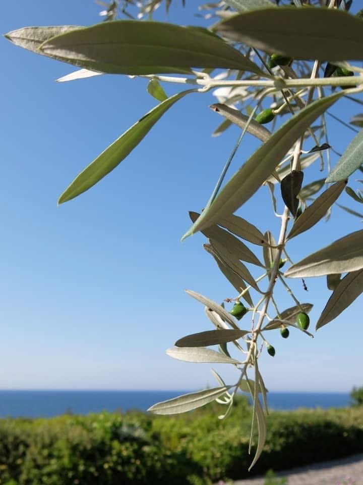 Γη της ελιας…σε βασανίζουν μια ζωη αλλά είσαι βαθιά ριζωμένη στο είναι μας…μάνα Κύπρος!

#Κυπρος