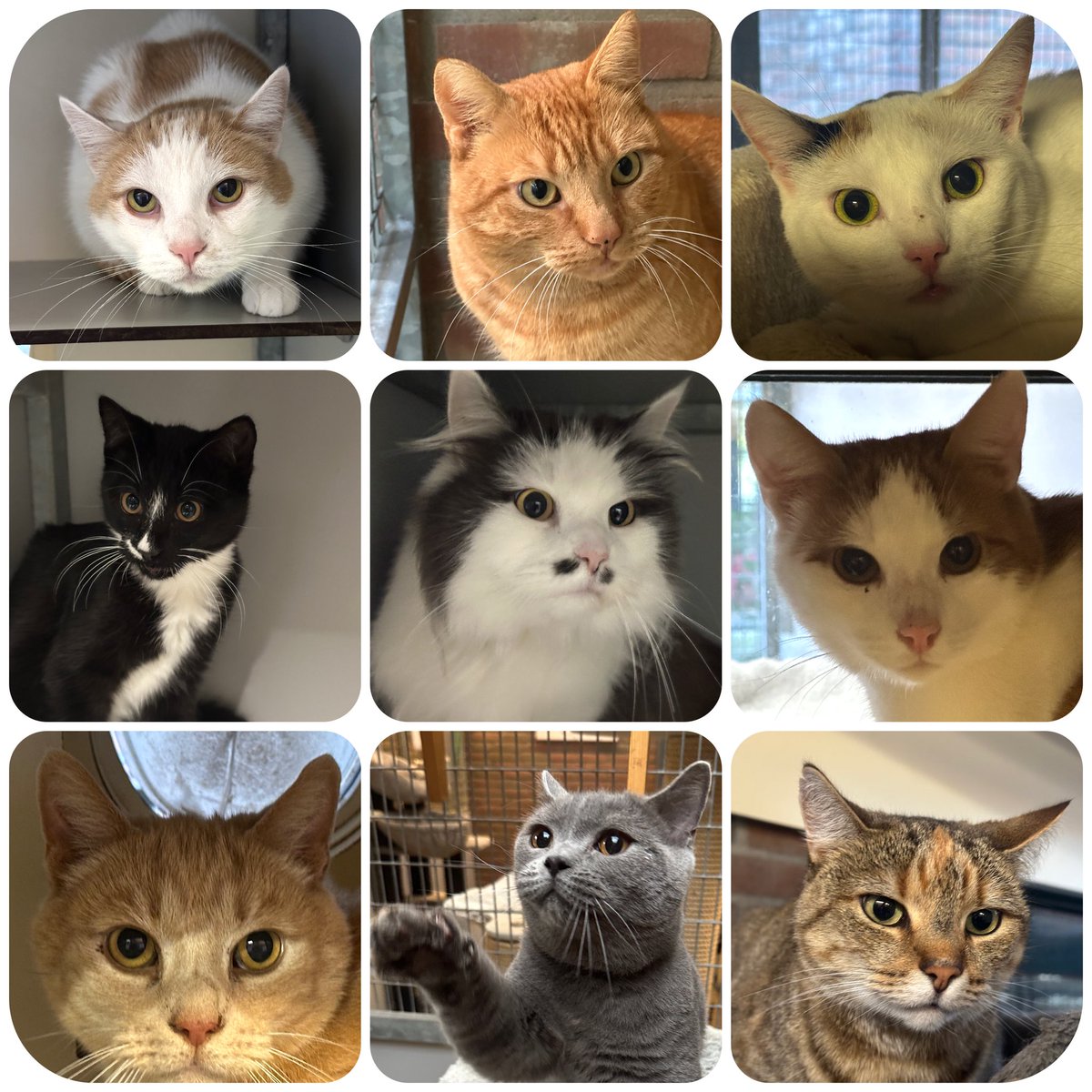 Was weer gezellig vanmorgen bij mijn ‘kinderen’ 😻. 
Inmiddels alweer een jaartje dat ik op woensdagochtend aan de bak mag en verveelt nooit. Steeds weer andere bewoners met hun eigen karakter. 
Er zijn nog dieren die een mooi plekje zoeken, check op dierenzorgeemland.nl/asieldieren/