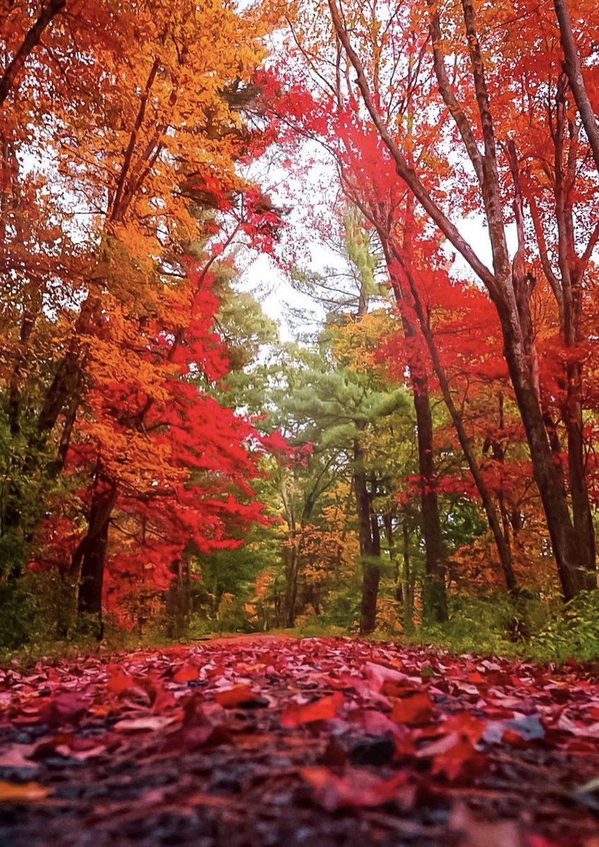 earthcurated tweet picture