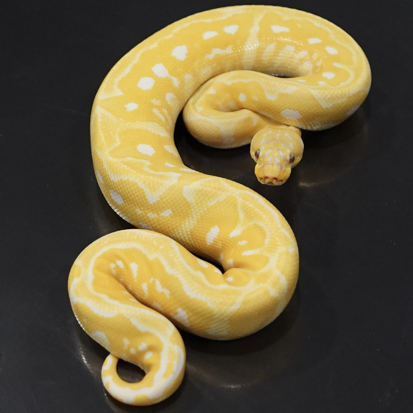 ボールパイソンケージ　K's Shop様 ボールパイソンケージ K's Shop様 - メルカリ