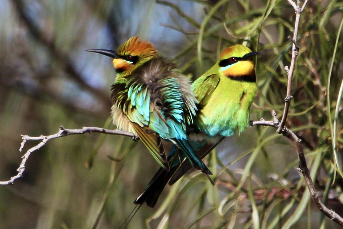 Harrison Kent tweet media