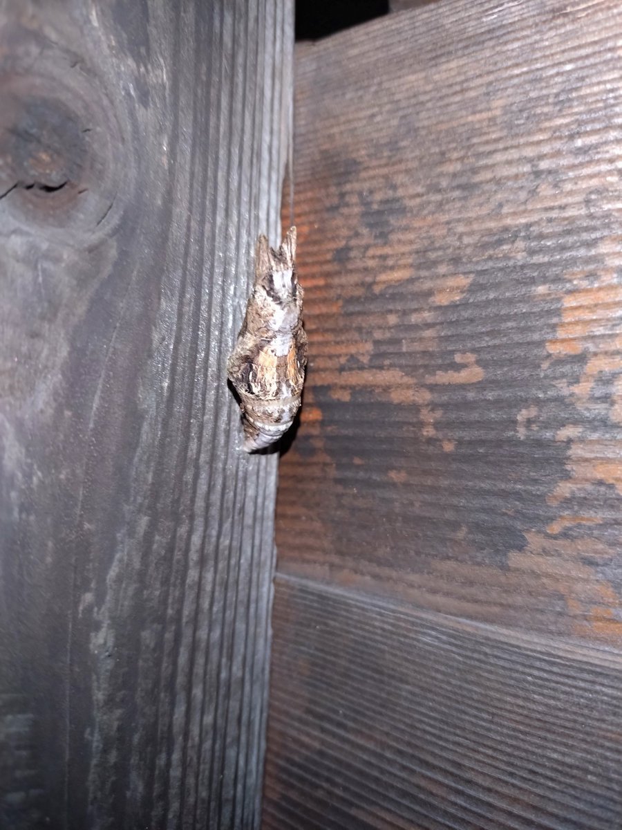 もう大きな変化はないかもしれない本日の〜〜〜