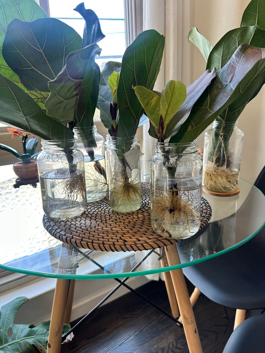 AllForGardening's tweet image. Propagation progress
 
allforgardening.com/1461821/propag…
 
#FicusLyrata #FiddleLeafFig