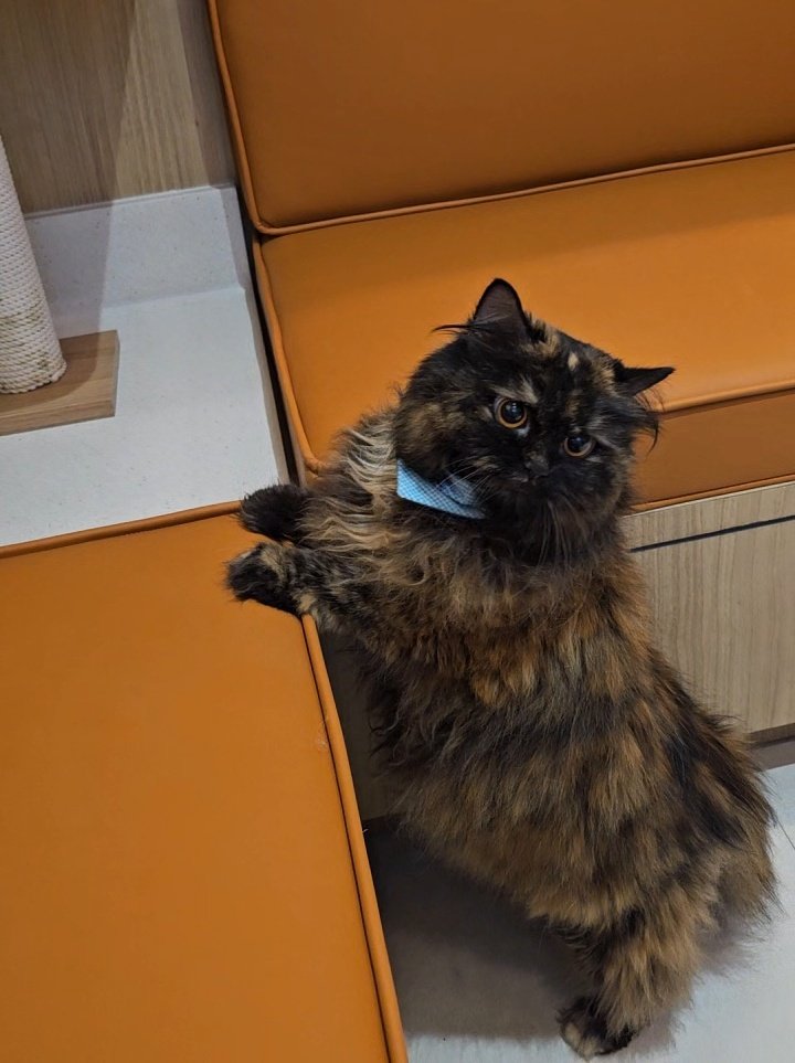 hasil pemeriksaan menunjukan Kopi perlu diet untuk comeback tahun depan