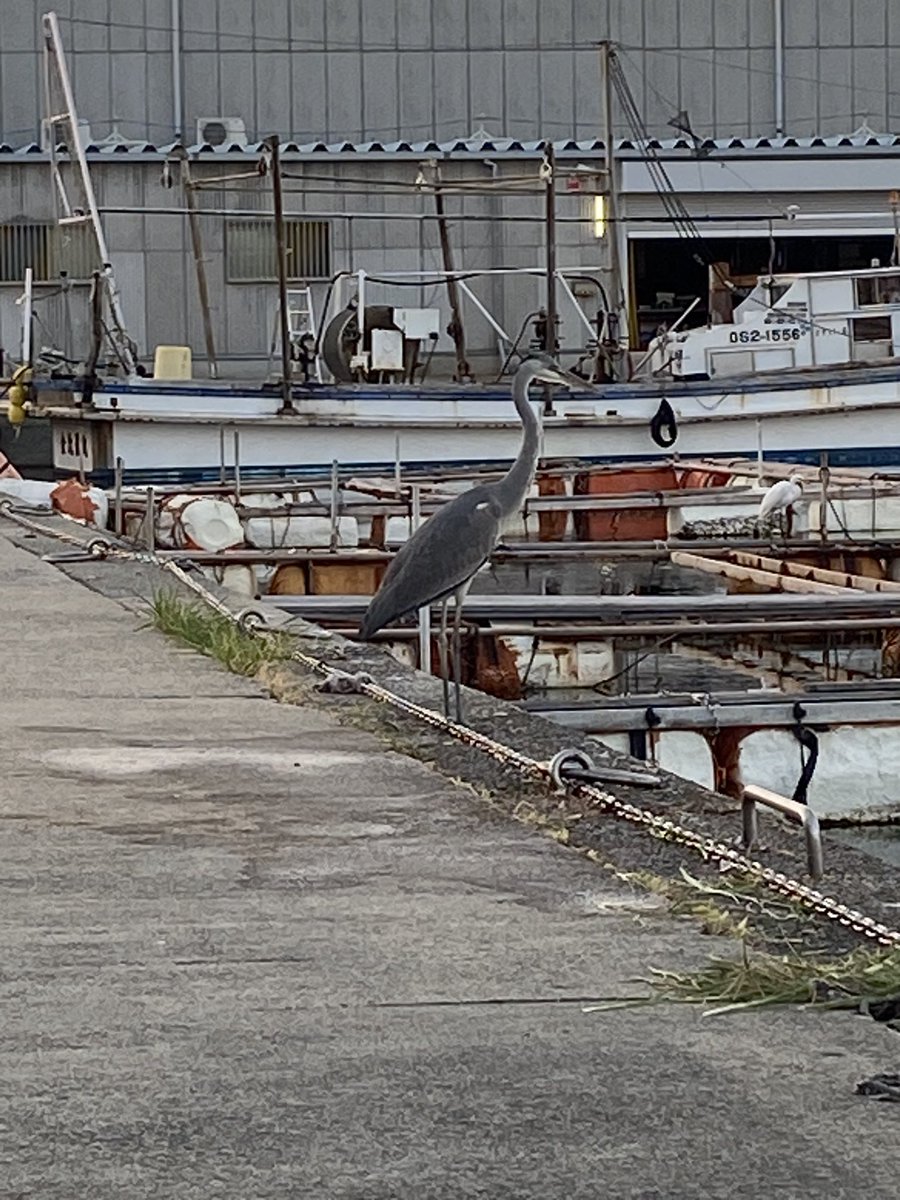 tk2tk2tk2tk2tk2's tweet image. 今年も樽井漁港で活アジ釣り開始🎣
夕方5時から始めて釣れ続け35匹ゲット👍
ミニカタクチイワシ湧き〜の、
ウルメイワシ釣れ〜の、
毎年やってくる友達の鳥さんに魚あげ〜の、楽しい1時間でした🥰
ただヤブ蚊がえぐすぎる。。。😭
