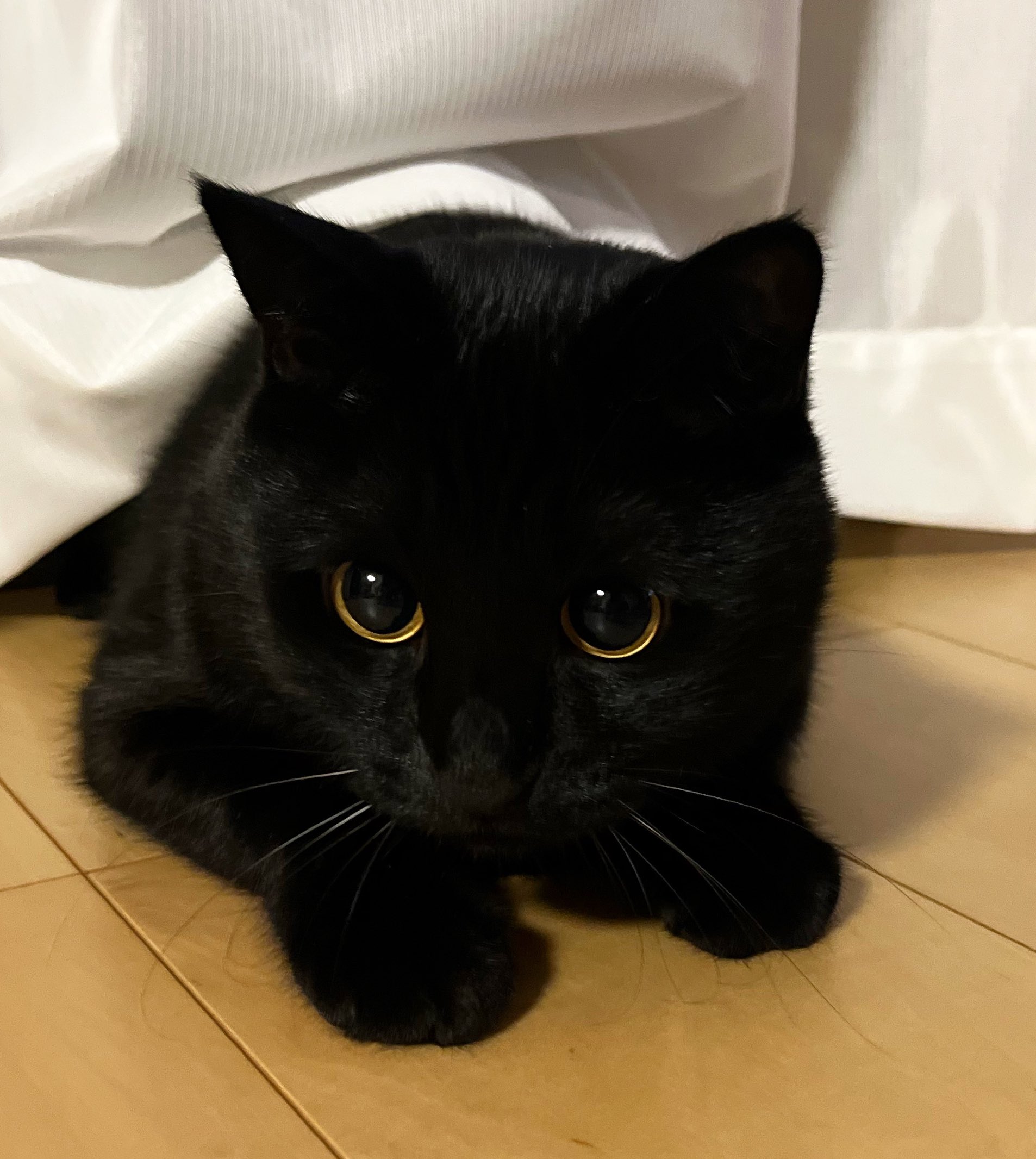 うに3才 on X: 