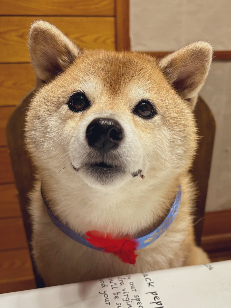芝犬です。 柴犬こめ0歳 (@shibainukome) / X