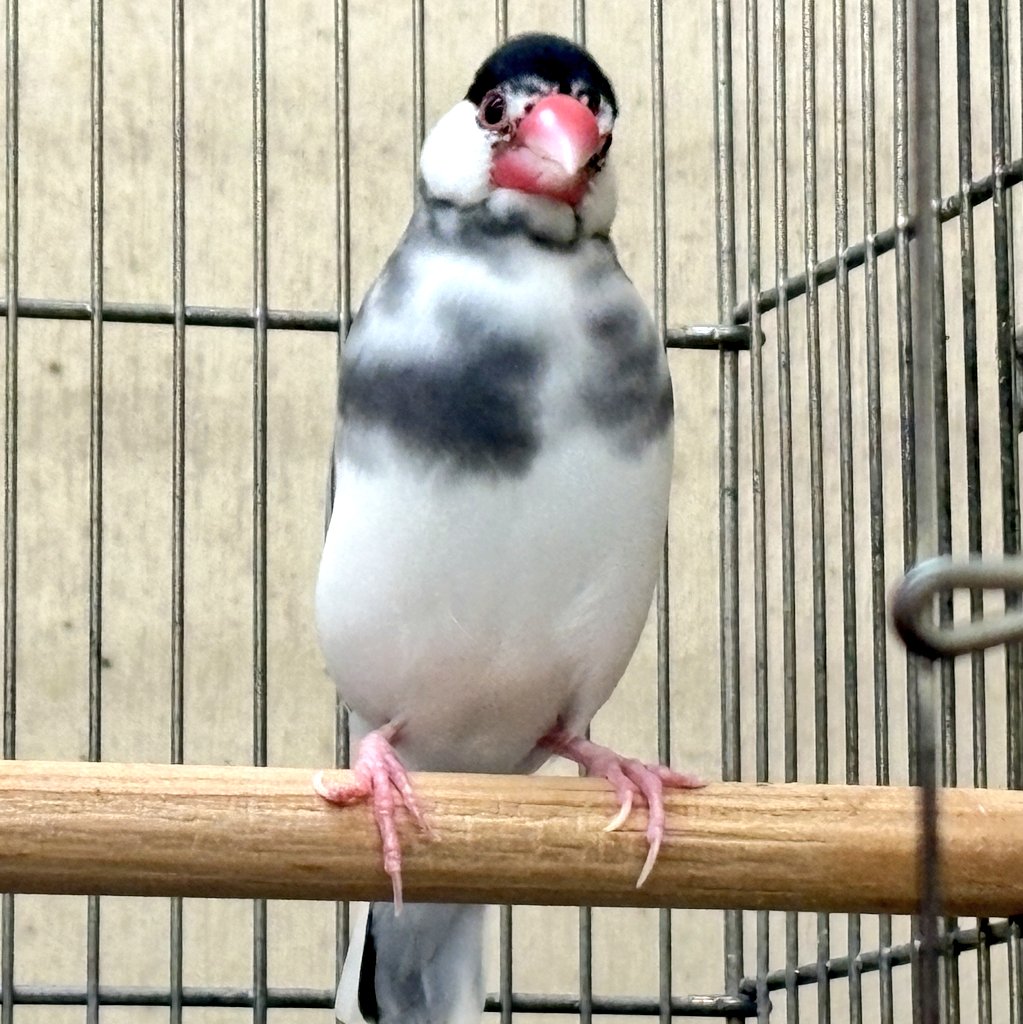 今日、8歳のお誕生日を迎えた文鳥の白（ハク）ちゃん＆銀ちゃん🎉

人間だと約70歳！

2羽ともケンカはほどほどに、これからも元気に過ごしてね♡