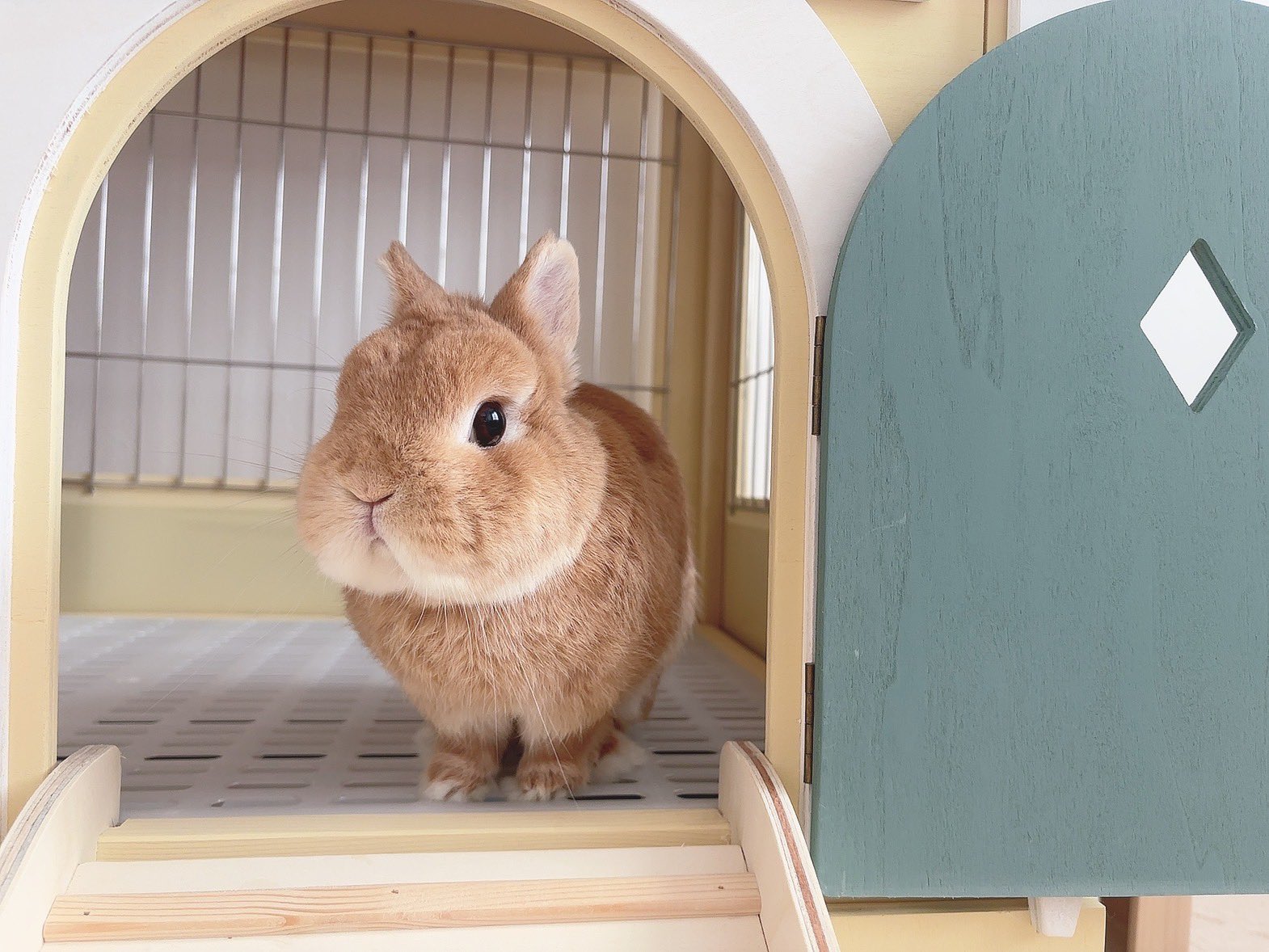 うさぎのくるみ (@kurumi20220504) / X