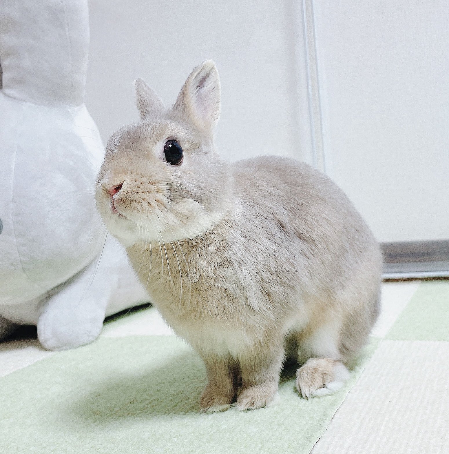 ウサギ　うさぎ うさぎ ぬいぐるみ ホワイト 赤目 内藤デザイン研究所 わたぽ