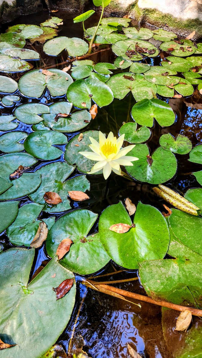 NirTopper's tweet image. איתות מהבריכה בחצר: אופטימיות זהירה?