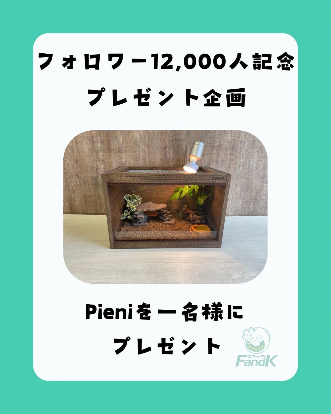 FandＫ爬虫類木製ケージ　p pieni ピエニ／Pieni | FandK